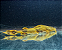 Bagre Bagarius Yarelli 20-25cm - Imagem 1