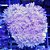 Coral Xenia Pompom (Peça) - Imagem 1