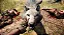 JOGO FAR CRY PRIMAL PS4 NOVO - Imagem 2