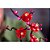 Lego Botanical Flor De Ameixeira 10369 com 327pcs - Imagem 9