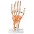 Articulação da Mão com Ligamentos TGD-0162-C - Imagem 1