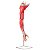 Músculos do Membro Superior com Principais Vasos e Nervos, em 6 Partes TZJ-4010-A - Imagem 1