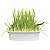 Graminha Ipet Green Digestive Grass para Cães 50g - Imagem 2
