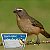 Placa de Identificação Trinca Ferro | Injetfour - Imagem 3