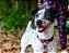 Coleira de pescoço Arco-íris para Cães - Madiba Pet - Imagem 3