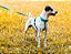 Kit Peitoral Modelo H, Coleira e Guia para Cães - Estampa  Azul Tiffany - Madiba Pet - Imagem 3