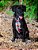 Kit Peitoral Modelo H, Coleira e Guia para Cães - Estampa Arco-íris - Madiba Pet - Imagem 5