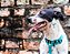 Coleira Azul Tiffany para Cães Madiba Pet - Imagem 3