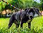 Kit Peitoral e Guia Arco-Íris I para Cães - Madiba Pet - Imagem 3