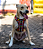 Coleira Peitoral com Guia para Cachorros Neoprene Samakaka Vermelha - Imagem 1