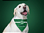 Bandana Goiás para Cães e Gatos - Imagem 1