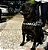 Conjunto Peitoral Anti Puxão com Guia de Passeio para Cachorro Grande - Madiba Pet - Imagem 7