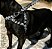Conjunto Peitoral Anti Puxão com Guia de Passeio para Cachorro Grande - Madiba Pet - Imagem 8