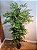 Planta Artificial Ficus Real Toque Verde 1,8m - Imagem 2