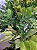Planta Artificial Ficus Real Toque Verde 1,8m - Imagem 4