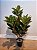 Planta Árvore Artificial Ficus Elástica Real Toque Verde Púrpura 85cm - Imagem 7