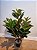 Planta Árvore Artificial Ficus Elástica Real Toque Verde Púrpura 85cm - Imagem 5