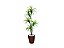 Planta Artificial Para Sala Árvore Yucca 1,60m Kit + Vaso E. Marrom 32cm - Imagem 1