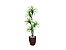 Planta Artificial Para Sala Árvore Yucca 1,60m Kit + Vaso S. Marrom 30cm - Imagem 1
