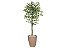 Planta Artificial Ficus Verde Creme 1,5 kit + Vaso E. Bege 30 cm - Imagem 1