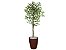Planta Artificial Ficus Verde Creme 1,50 kit + Vaso E. Marrom 30 cm - Imagem 1