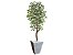 Planta Artificial Ficus Verde Creme 2,10m kit + Vaso Trapezio D. Grafiato Cinza 40cm - Imagem 1