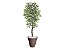 Planta Artificial Ficus Verde Creme 2,10m kit + Vaso Redondo D. Grafiato Marrom 40cm - Imagem 1