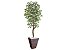 Planta Artificial Ficus Verde Creme 2,10m kit + Vaso Trapezio D. Grafiato Marrom 40cm - Imagem 1