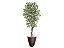 Planta Artificial Ficus Verde Creme 2,10m kit + Vaso Redondo Marrom 40cm - Imagem 1