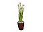 Planta Árvore Artificial Grass Com Flor 90 cm Kit + Vaso E. Marrom 30 cm - Imagem 1