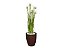 Planta Árvore Artificial Grass Com Flor 90 cm Kit + Vaso S. Marrom 30 cm - Imagem 1