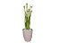Planta Árvore Artificial Grass Com Flor 90 cm Kit + Vaso S. Bege 30 cm - Imagem 1