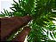 Planta Artificial Árvore Palmeira Phoenix Texturizado Verde 1,77m - Imagem 2