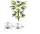 Planta Árvore Artificial Palmeira Raphis Real Toque Verde 1,50cm - Imagem 1