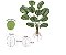 Planta Árvore Artificial  Calathea Real Toque Verde Branco 56cm - Imagem 1