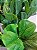 Planta Árvore Artificial Ficus Lyrata Real Toque X82 Verde 1,5m - Imagem 6