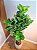 Planta Árvore Artificial Ficus Lyrata Real Toque X82 Verde 1,5m - Imagem 3