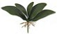 Folhagem Artificial Folha Orquidea Phalaenopsis X/Arame X5 Verde 27cm - Imagem 1