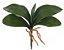 Folhagem Artificial Folha Orquideia Phalaenopsis C/Arame X5 Verde 26cm - Imagem 1