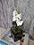 Arranjo De Mini Orquídea Branca Vaso Preto Quadrado - Imagem 3