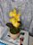 Arranjo De Mini Orquídea Amarela Vaso Bege Redondo - Imagem 2