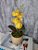 Arranjo De Mini Orquídea Amarela Vaso Bege Redondo - Imagem 3