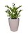 Planta Árvore Artificial Zamioculca Real Toque Verde 50cm Kit + Vaso Bege 30 cm - Imagem 1