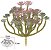 Planta Artificial Suculenta Echeveria Verde Rosa 12cm - Imagem 1