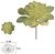 Planta Artificial Suculenta Verde Claro 11cm - Imagem 1