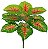 Planta Árvore Artificial Caladium  Real Toque C/Raiz X12 Verde Vermelho 45cm - Imagem 1