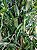 Planta Artificial Salgueiro Chorão Real Toque X1963 Verde 1,8m - Imagem 3