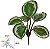 Planta Artificial Folhagem Calathea Forracao C/UV Real Toque X6 Verde Creme 20cm - Imagem 1