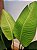 Planta Artificial Bananeira De Jardim Pu C/Pote X6 Verde 90cm - Imagem 4