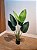 Planta Artificial Bananeira De Jardim Pu C/Pote X6 Verde 90cm - Imagem 2